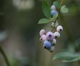 东洲村的蓝莓熟了